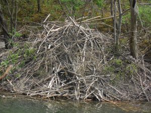 85Look What We Built on the Erie Canal Joseph Tarsio Onondaga County