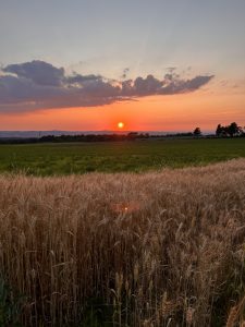 17 																	Summer Wheat SunsetLeslie Coughlin	Oneida