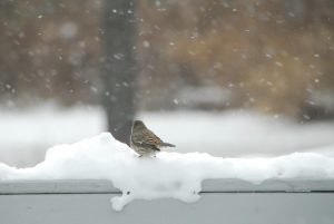 1Just watching it snow Jody Davis Oswego County