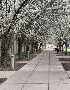 41 Downtown Walkway in FlowerBarrie Gewanter Onondaga County