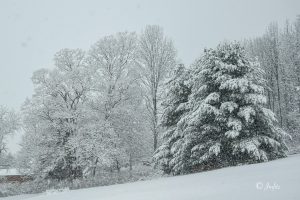 2 																																																				Snowy DayJeff Fitzpatrick		Onondaga