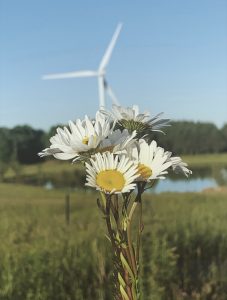 100Flowers in the Wind Jenna Steinberg Madison County