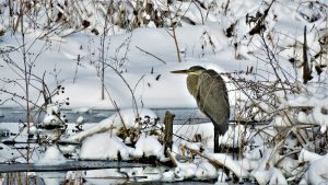 86 Winter HeronJim D'ANGELO Cayuga County