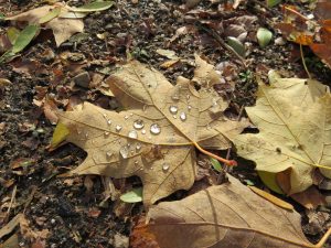 90Fresh Fall LeafJodi Oaks Oneida County