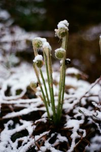 57Snow and fiddle heads James Hassett   Lewis County