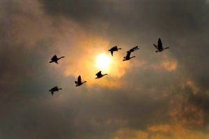 27 Geese at sunset Timothy Kane Onondaga County