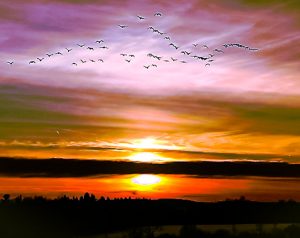 22 										Geese Aflight	Elizabeth LaMay	Madison