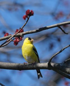 29 														Goldfinch & Red Maple FlowersNancy StewartOnondaga