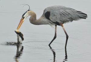 18 							Great Blue HeronDennis Waldron			Seneca