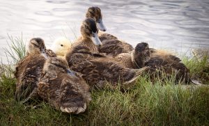 20 																																			Autumn DucklingsSayge Hill					Onondaga