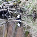 27 																																																																											Hooded Merganser Drake											Betsy Waterman												Oswego