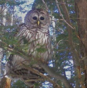 73 Hoot Owl On The HuntHarry Ritzel Onondaga County