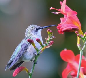 32Hummingbird & CrocosmiaNancy Stewart Onondaga County