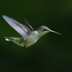 21 																																																																																											
Hummer Fly By																																																																																																																																					Leslie Kraus																																																																																										Seneca