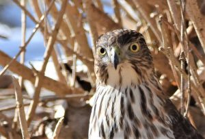 10Hypnotizing HawkCindy Bevan Onondaga County