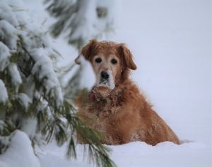 6Maggie in snow David Phelps  Schuyler  County