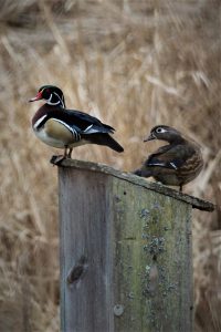 6 		Wood Ducks Welcoming SpringDavid PhelpsSchuyler