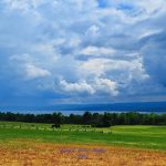 15 																																																																																										Storms Brewing																																				Pam Tingley																									Cayuga