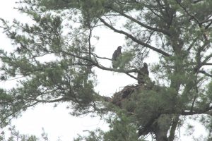 74Guarding the Nest Joanne Osterhout Chenango  County