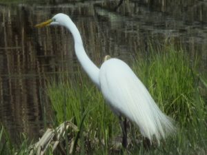 47Great egret William Rogers Oneida County