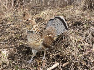 22Ruffed Grouse in SpringTHERESA KOTLARZ Onondaga  County