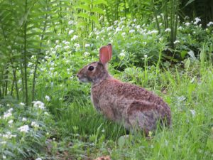 71 Summer Bunny Shannon Bell Cayuga County
