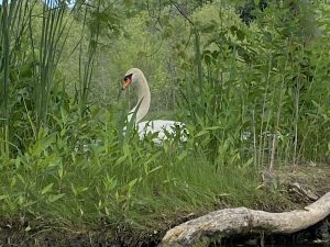 38Swan on Seneca RiverDawn BurkeOnondaga County