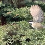 2 																																																																																											
Little Bird in Flight																																																																																															Ross Getman																																																												Onondaga