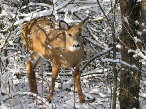 50Fawning Over SnowSusan Tosto Tompkins County