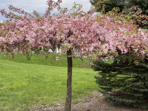 76The Beauty of a Springtime TreeDarlene St John Onondaga County