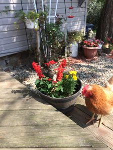 64Shhhh I am hiding from the chicken. I am a kitten flower. Linda I Smith Cayuga County