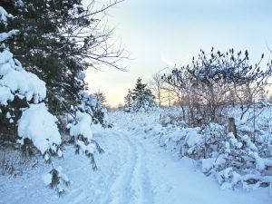 9 Tracks Suzanne Bakert Tompkins County