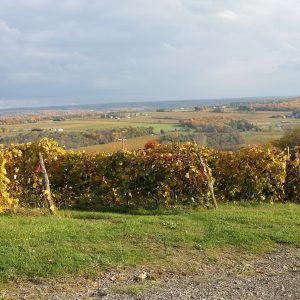 16An unnamed vineyard on Keuka LakeJames Crumb Cayuga County