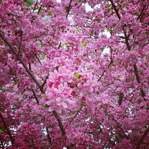 51Cazenovia College Cherry BlossomKate Stewart Madison County