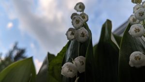 55Lily of the valley looking upMichael Stanton Onondaga  County