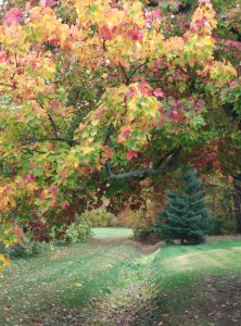 39Autumn splendor Daniel Flanagan Onondaga County