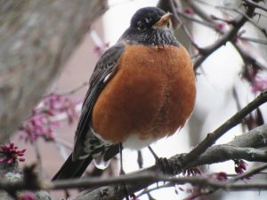 35Robin RedbreastJulie Hotchkiss Cayuga County