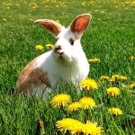 43 																																																																																											
Springtime Bunny																																																																																																																						Meghan Stedman																																																																														Onondaga
