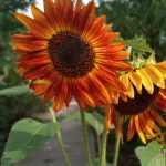 38 																																																																																											
Sunflower																																																																																																																																									Morgan Jensen																																																																																															Onondaga