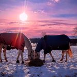 12 																																																																																											
A Sunset SnackMeghan Stedman																																																																																																																																			Onondaga