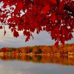 4 																																																																																											
When Autumn Falls																																																														Todd Tanner																																												Cayuga