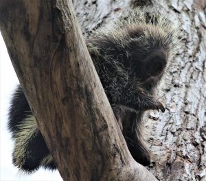 47Baby PorcupineDavid Phelps Schuyler County