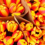 37 																																																																															Tulips Ready to Go														Kevin Hoehn															Oneida