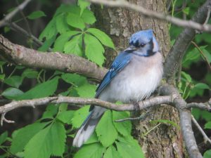 29Backyard BluejayKen Warren Oneida County