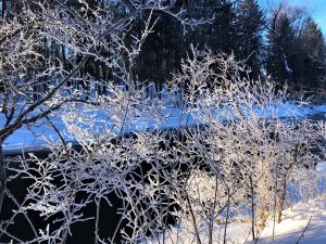 36Morning Sunlight along Chittenango CreekCindy Bell TobeyMadison County