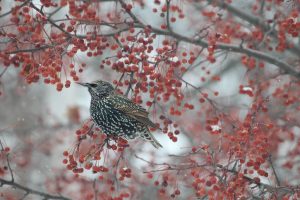 52Winter Starling in crabapple treeNorma Davis Ontario County