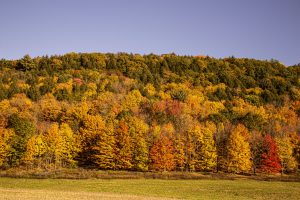 45Colorful hillsideRobert Janitz Chenango