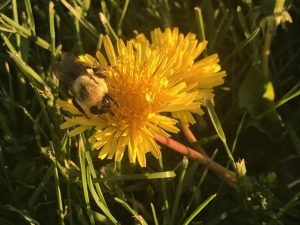 54Bumble Bee on FlowerTyler Dibble Oneida  County