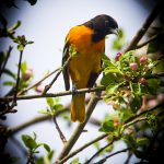 40 																																																																																											
Blooming Birds & Flowers																																																																																																																					Shelli Butler																																																																														Oswego