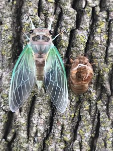 44 Cicada Amy Barany Onondaga County